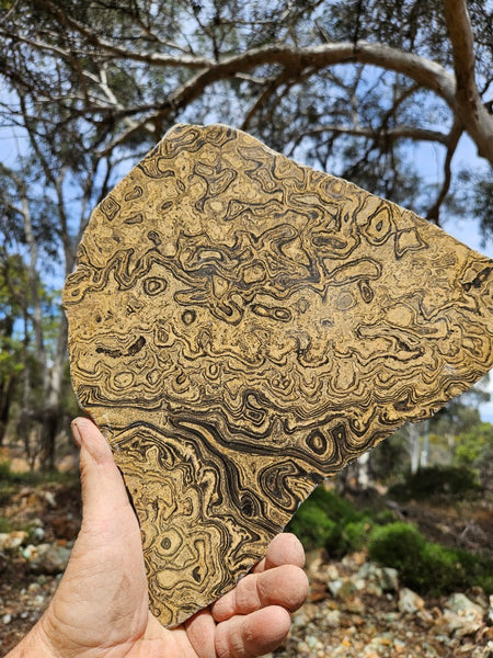 Polished fossil stromatolite slab from Bolivia. BST108
