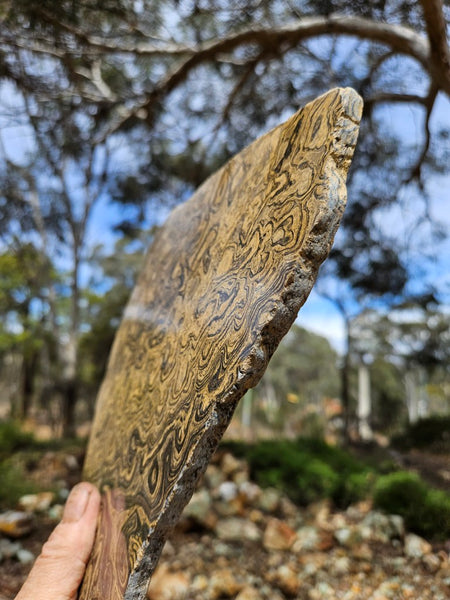 Polished fossil stromatolite slab from Bolivia. BST108