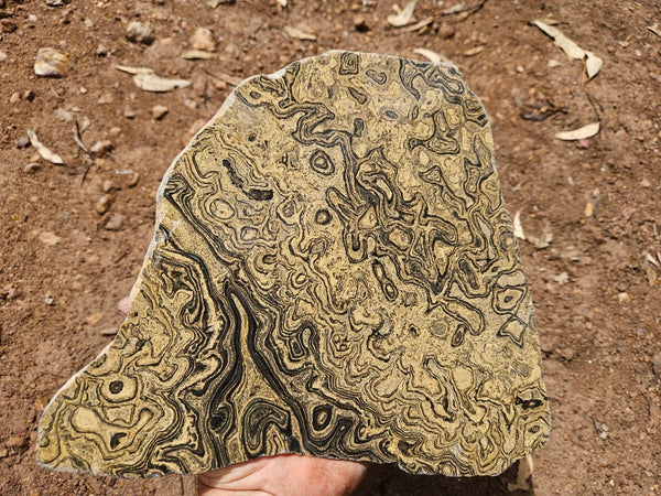 Polished fossil stromatolite slab from Bolivia. BST108