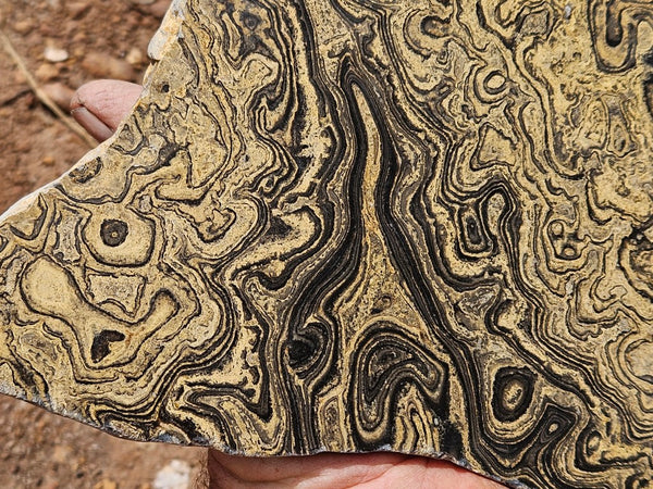 Polished fossil stromatolite slab from Bolivia. BST108