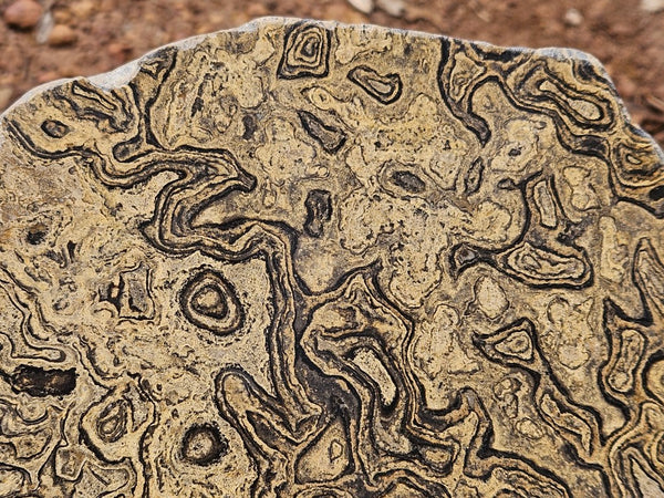 Polished fossil stromatolite slab from Bolivia. BST108