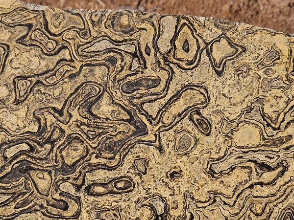 Polished fossil stromatolite slab from Bolivia. BST108