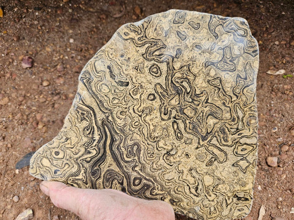 Polished fossil stromatolite slab from Bolivia. BST108