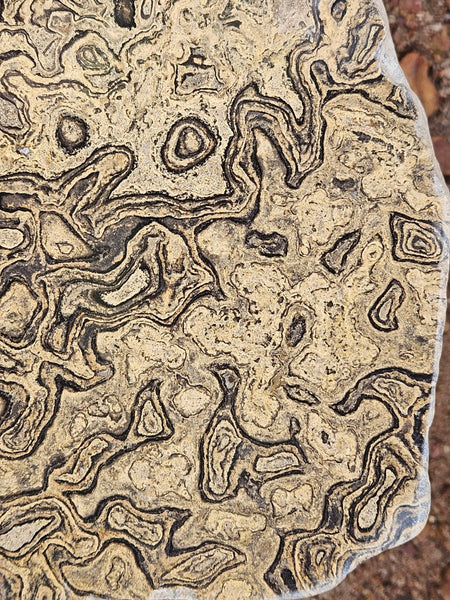 Polished fossil stromatolite slab from Bolivia. BST108