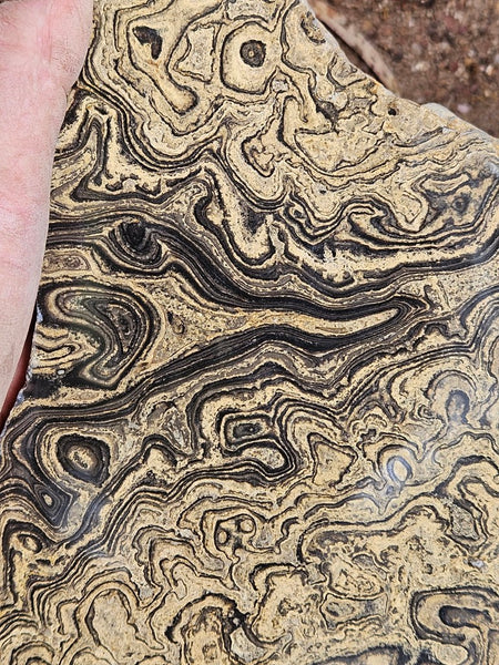 Polished fossil stromatolite slab from Bolivia. BST108