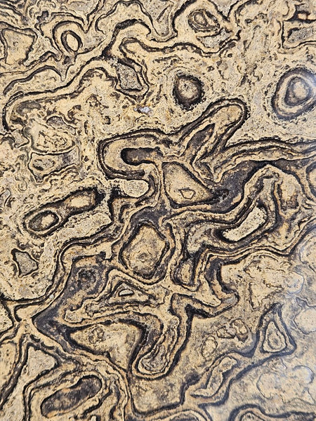Polished fossil stromatolite slab from Bolivia. BST108