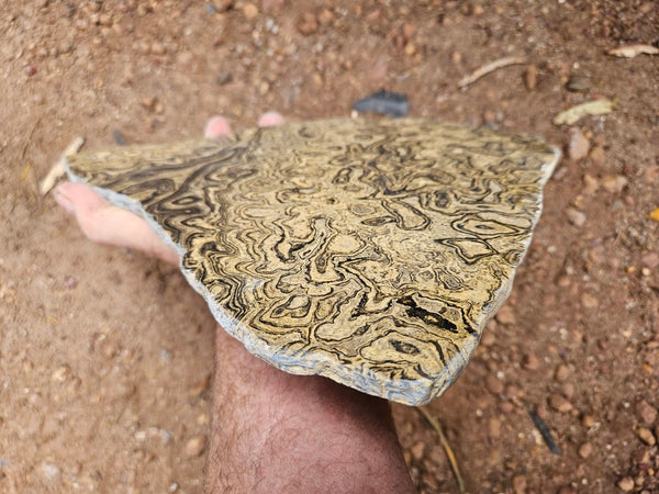 Polished fossil stromatolite slab from Bolivia. BST108