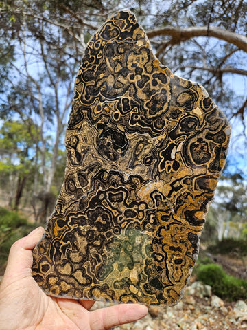 Polished fossil stromatolite slab from Bolivia. BST107