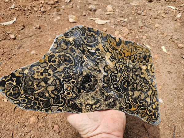 Polished fossil stromatolite slab from Bolivia. BST107