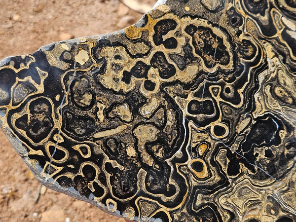 Polished fossil stromatolite slab from Bolivia. BST107