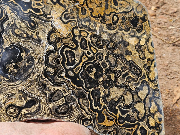 Polished fossil stromatolite slab from Bolivia. BST107