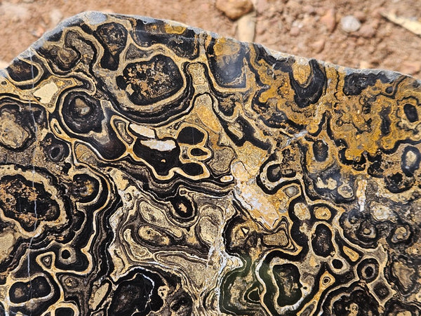 Polished fossil stromatolite slab from Bolivia. BST107