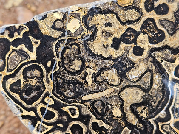 Polished fossil stromatolite slab from Bolivia. BST107