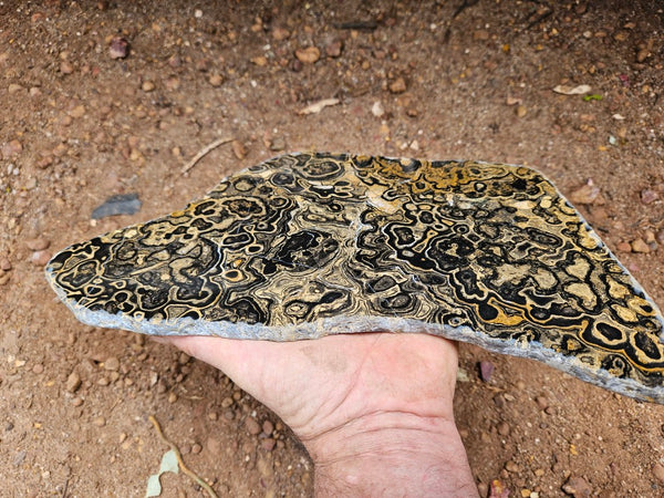 Polished fossil stromatolite slab from Bolivia. BST107