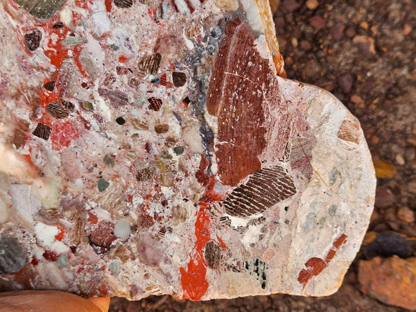 Polished Marillana Conglomerate slab MC128