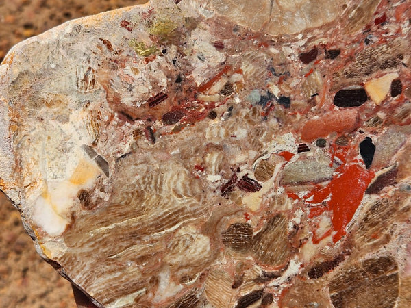 Polished Marillana Conglomerate slab MC127
