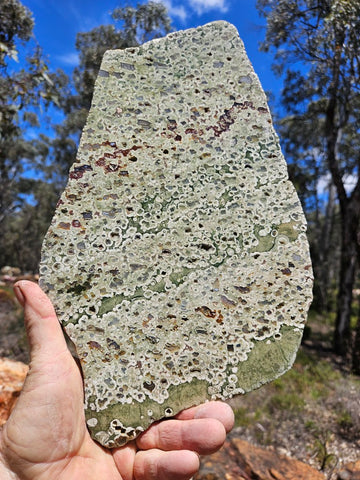 Polished Rainforest Jasper slab RFJ159