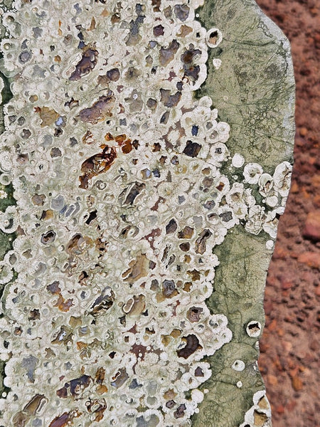 Polished Rainforest Jasper slab RFJ159
