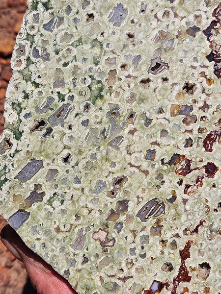Polished Rainforest Jasper slab RFJ159