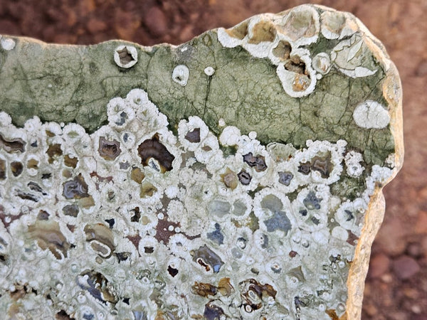 Polished Rainforest Jasper slab RFJ159