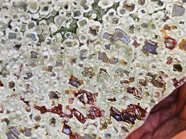 Polished Rainforest Jasper slab RFJ159