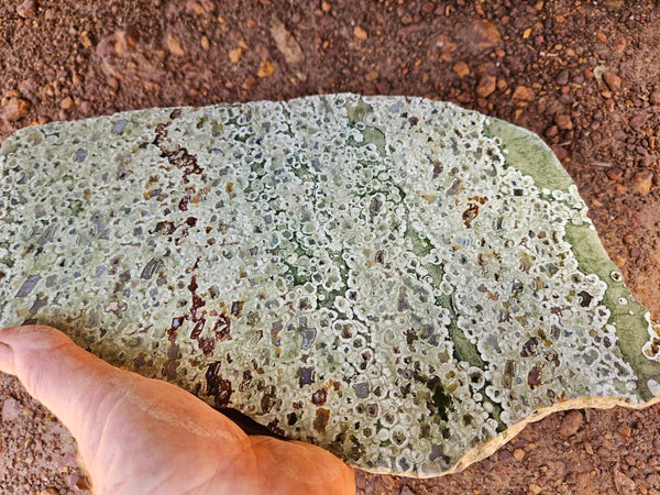 Polished Rainforest Jasper slab RFJ159