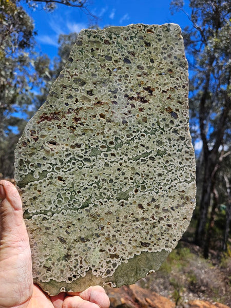 Polished Rainforest Jasper slab RFJ160