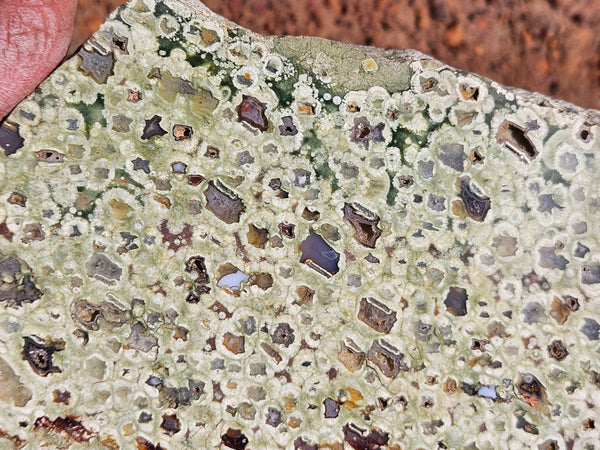 Polished Rainforest Jasper slab RFJ160