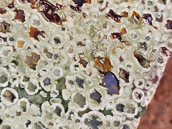 Polished Rainforest Jasper slab RFJ160