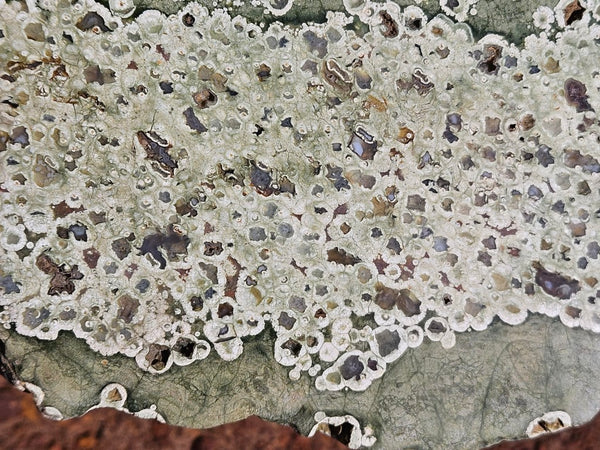 Polished Rainforest Jasper slab RFJ160