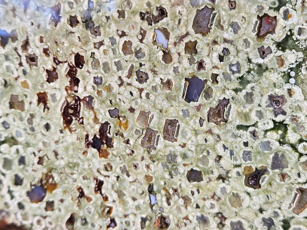 Polished Rainforest Jasper slab RFJ160