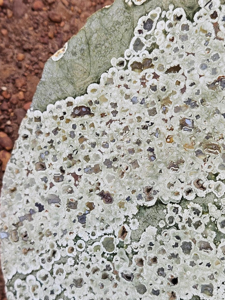 Polished Rainforest Jasper slab RFJ160