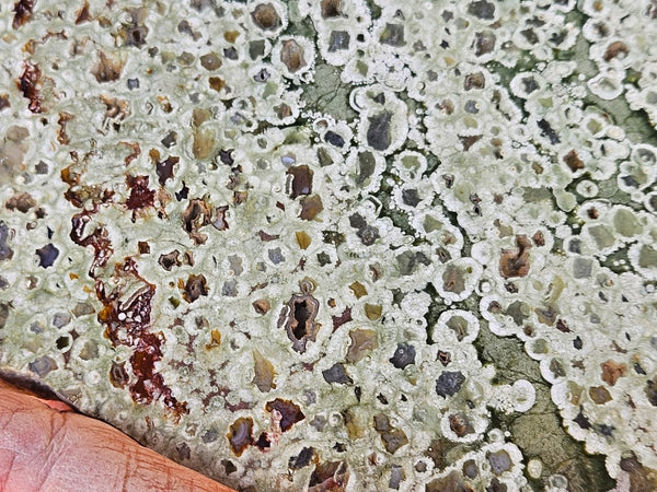 Polished Rainforest Jasper slab RFJ160