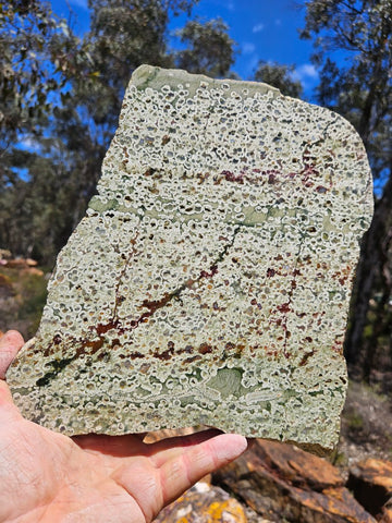 Polished Rainforest Jasper slab RFJ161