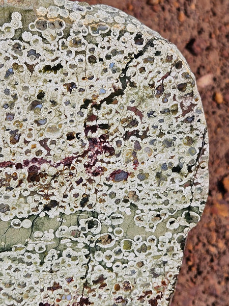Polished Rainforest Jasper slab RFJ161