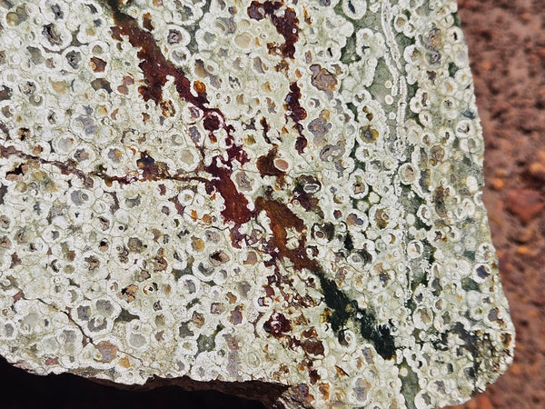 Polished Rainforest Jasper slab RFJ161