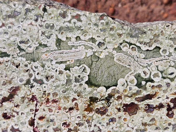 Polished Rainforest Jasper slab RFJ161