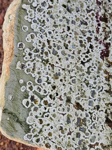 Polished Rainforest Jasper slab RFJ161