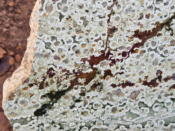 Polished Rainforest Jasper slab RFJ161