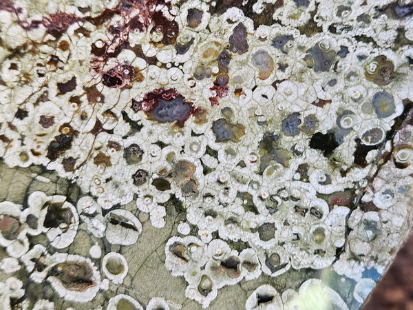 Polished Rainforest Jasper slab RFJ161