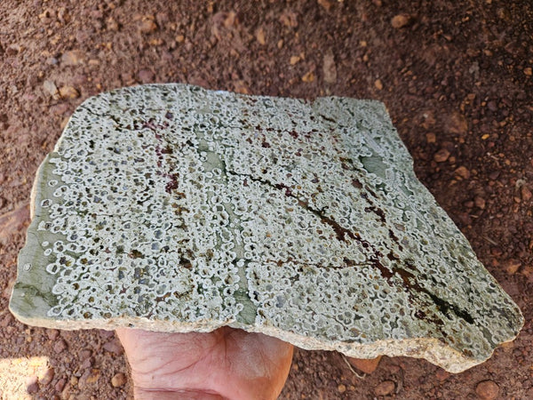 Polished Rainforest Jasper slab RFJ161