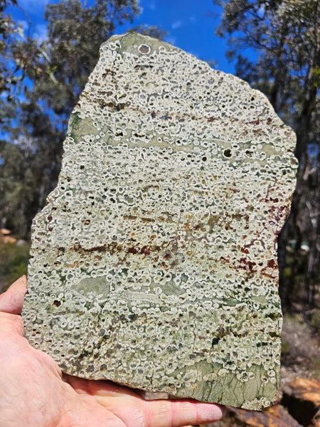 Polished Rainforest Jasper slab RFJ162