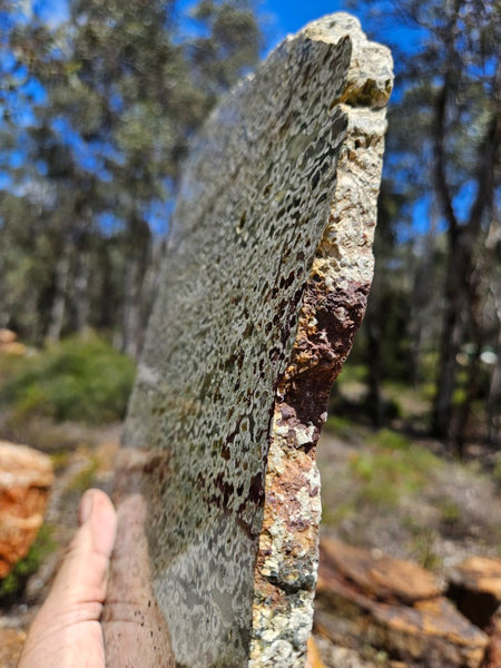 Polished Rainforest Jasper slab RFJ162