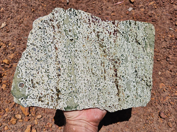 Polished Rainforest Jasper slab RFJ162