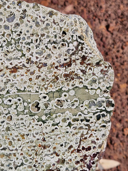 Polished Rainforest Jasper slab RFJ162