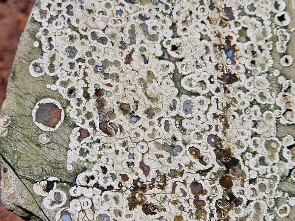Polished Rainforest Jasper slab RFJ162