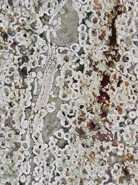 Polished Rainforest Jasper slab RFJ162