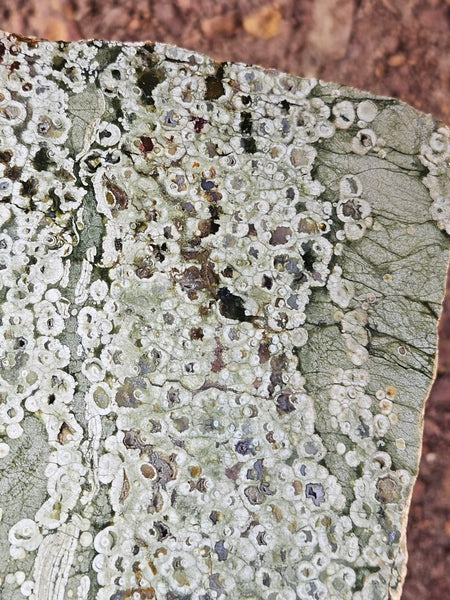 Polished Rainforest Jasper slab RFJ162