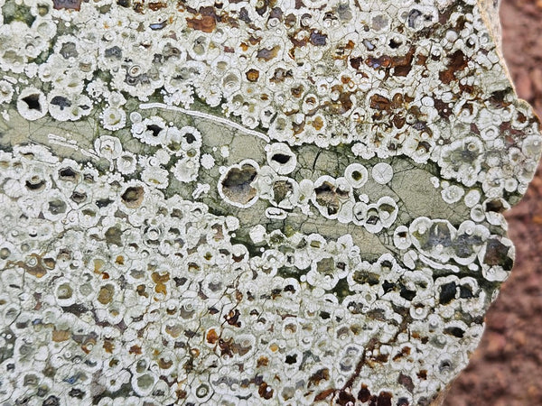 Polished Rainforest Jasper slab RFJ162