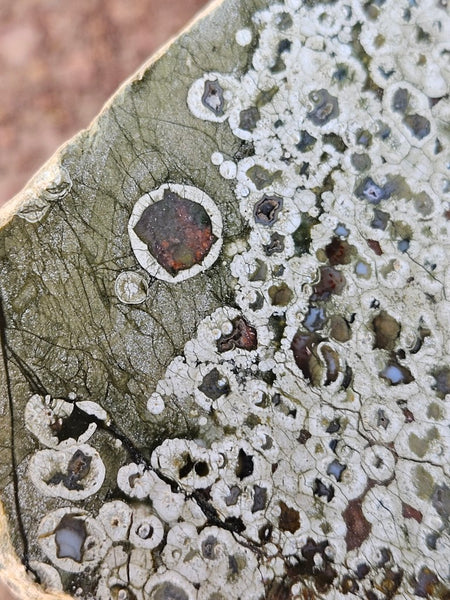 Polished Rainforest Jasper slab RFJ162